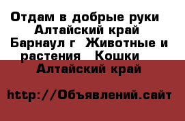 Отдам в добрые руки - Алтайский край, Барнаул г. Животные и растения » Кошки   . Алтайский край